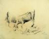 Grazing goats, 1973