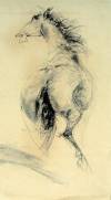 Horse rear view, 1973