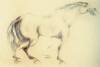 Braying horse, 1972