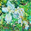 Purity abloom in Giverny - 2019 